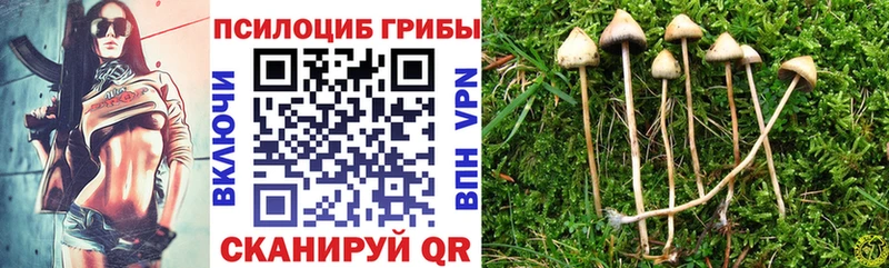 гидра ТОР  Княгинино  Галлюциногенные грибы Psilocybe 